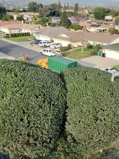 Ornamental Pruning