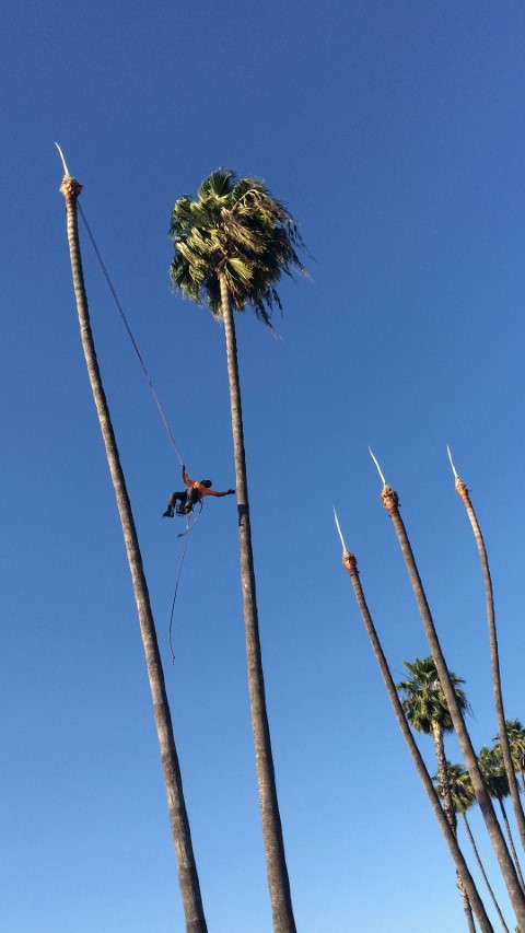 Palm Tree Cleaning