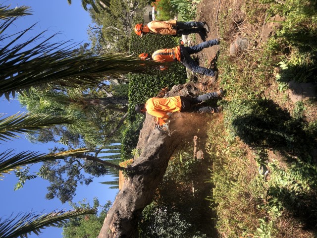 Tree Removal